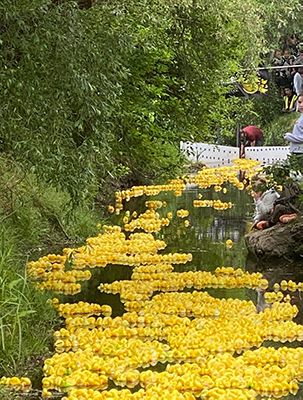Ducks in the river